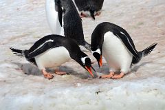 14B Two Gentoo Penguins Perform Their Mating Ritual On Cuverville Island From Zodiac On Quark Expeditions Antarctica Cruise.jpg